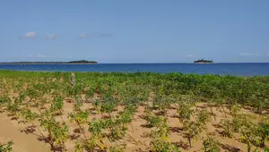 Volta Region, Tongor (Dzemeni) _ 15.64 Acres Riverfront Land