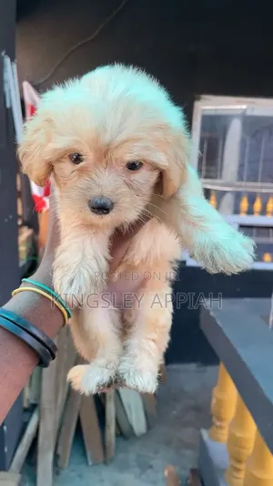 1-3 months Female Purebred Poodle