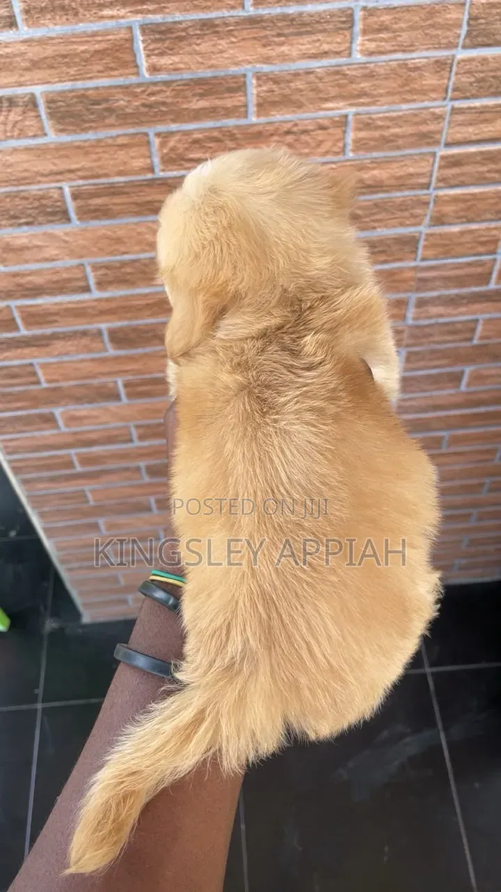 1-3 months Female Purebred Poodle