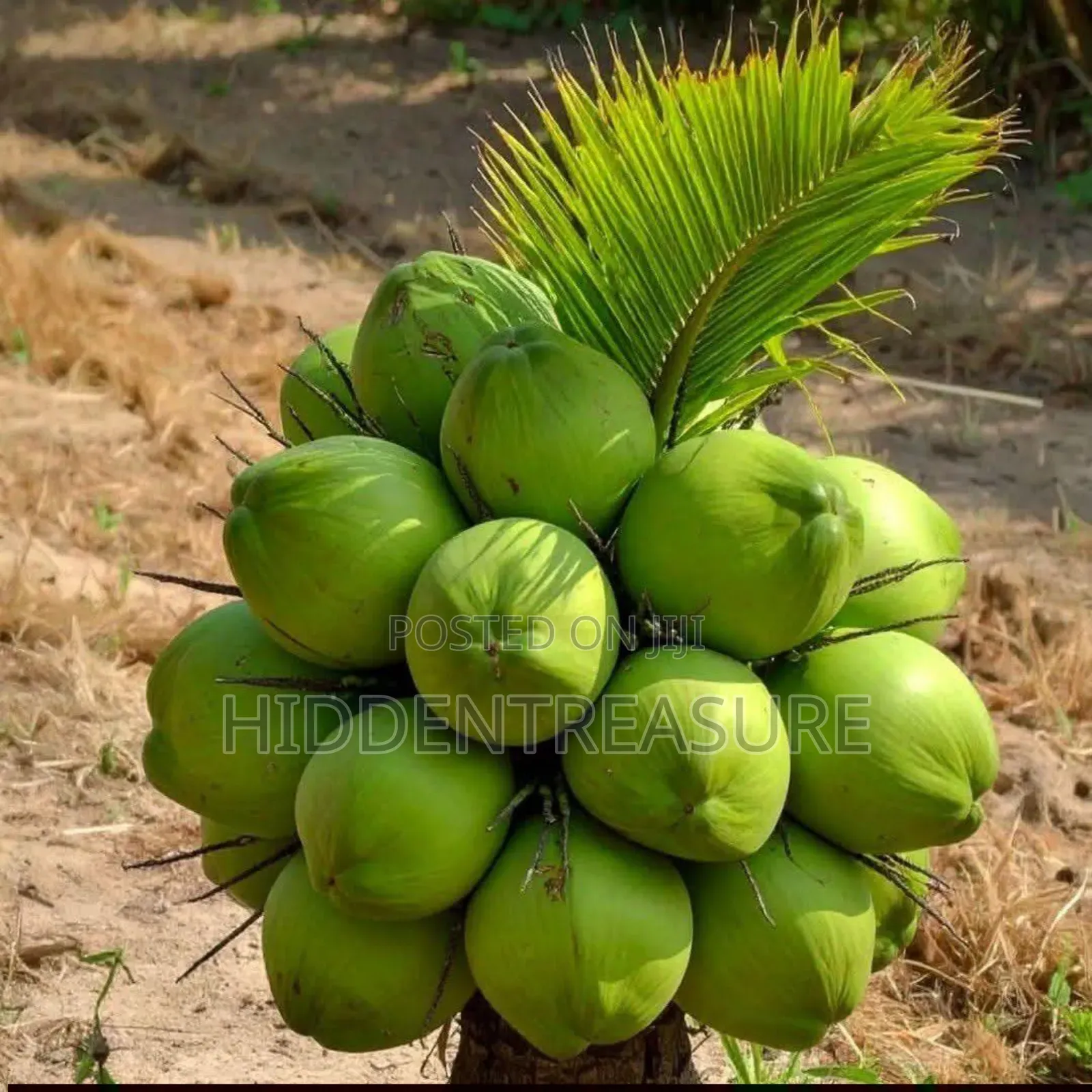 Dwarf Coconut Seedlings