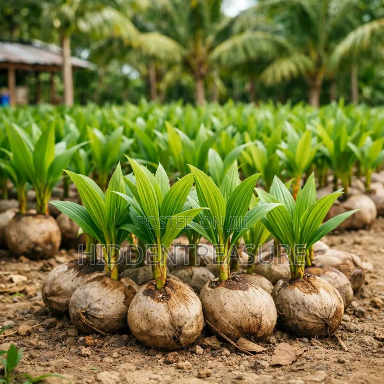 Dwarf Coconut Seedlings