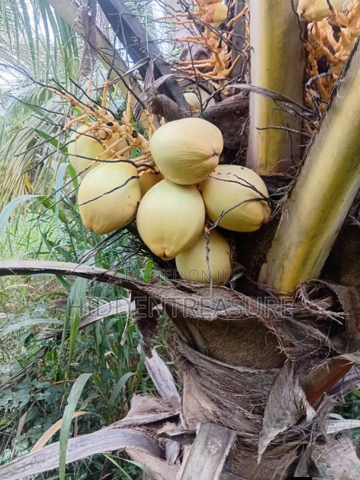 Dwarf Coconut Seedlings