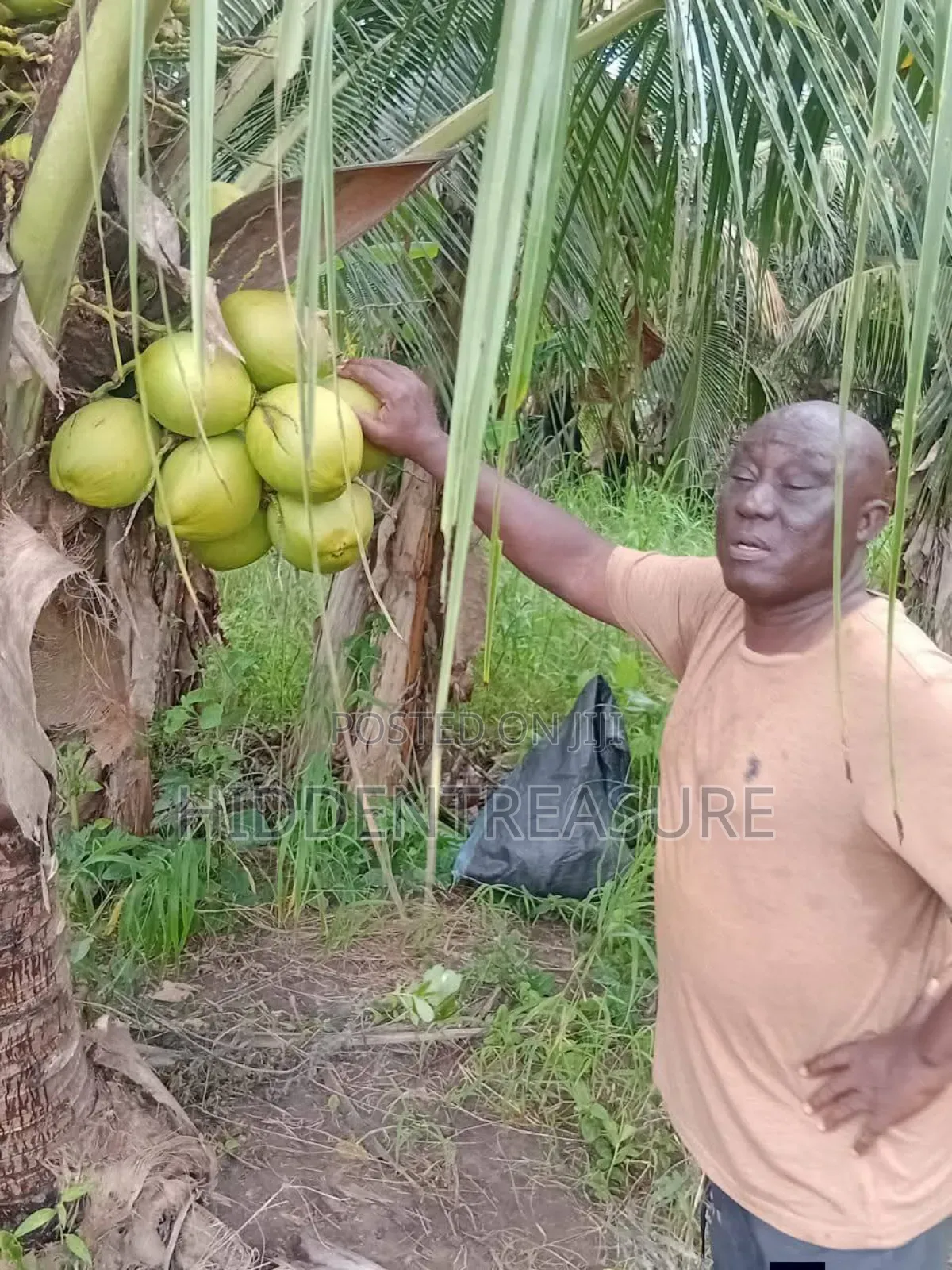 Dwarf Coconut Seedlings