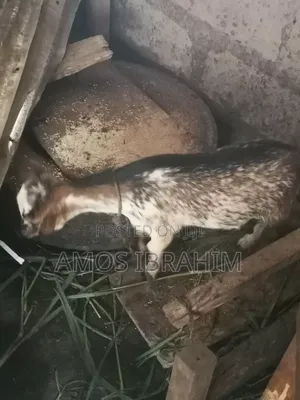 Goat for Sale