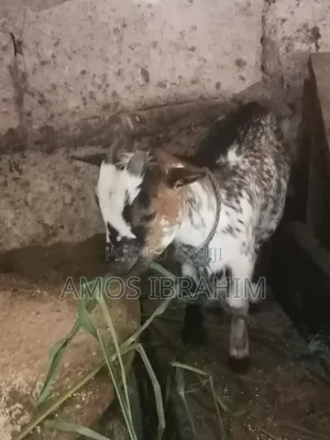 Goat for Sale