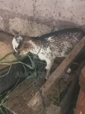 Goat for Sale