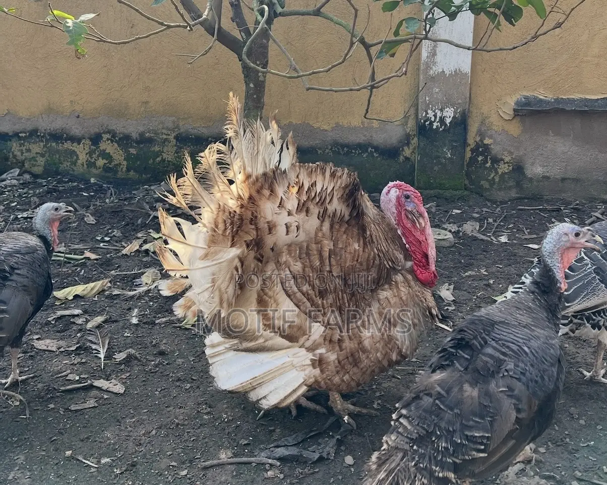 Mature Bourbon Brown Male Turkey