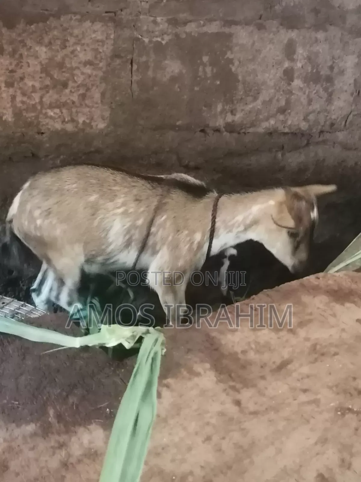 Goat for Sale