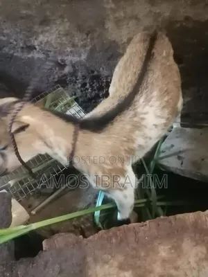 Goat for Sale