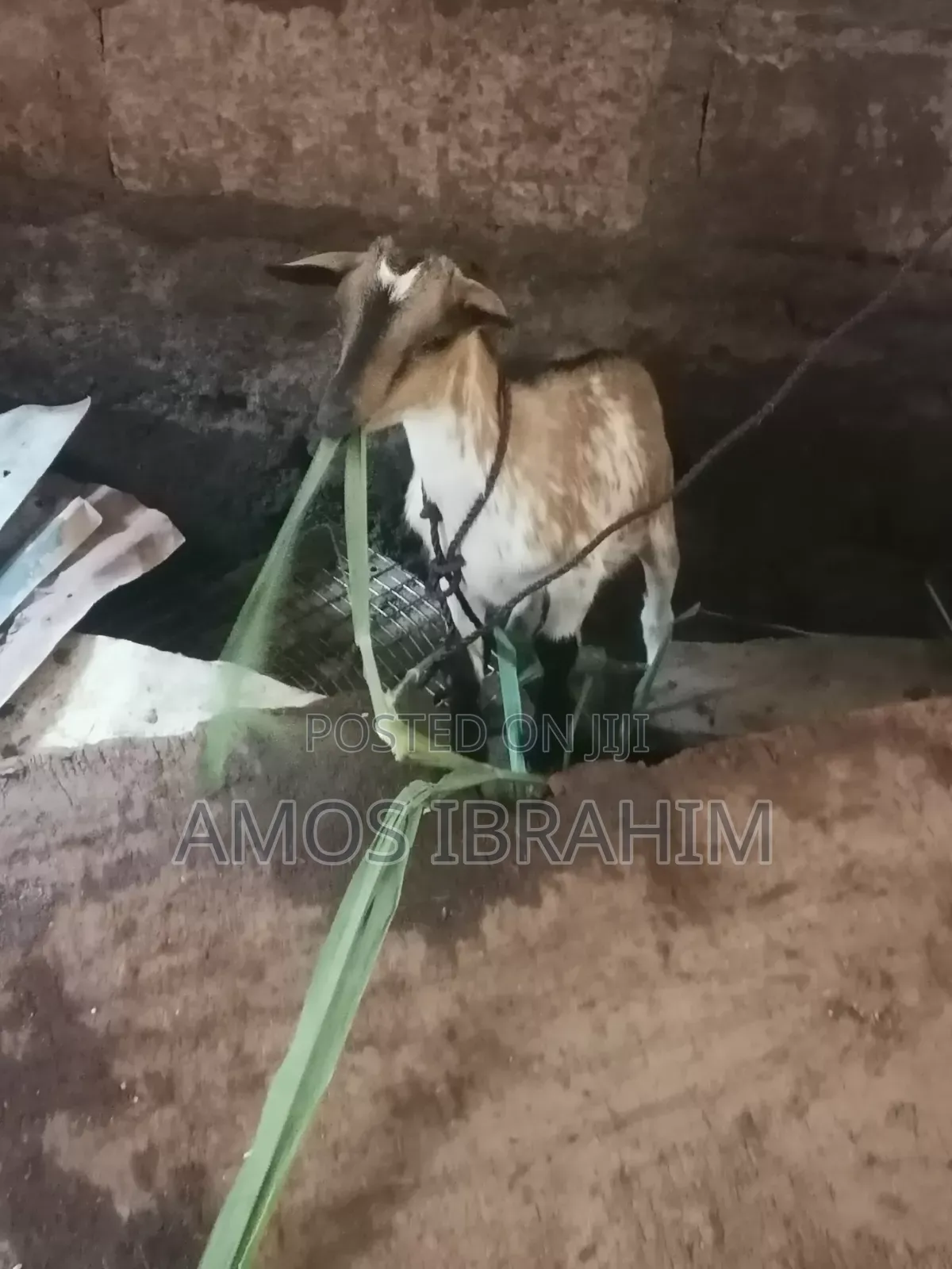 Goat for Sale