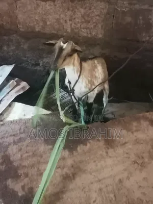 Goat for Sale