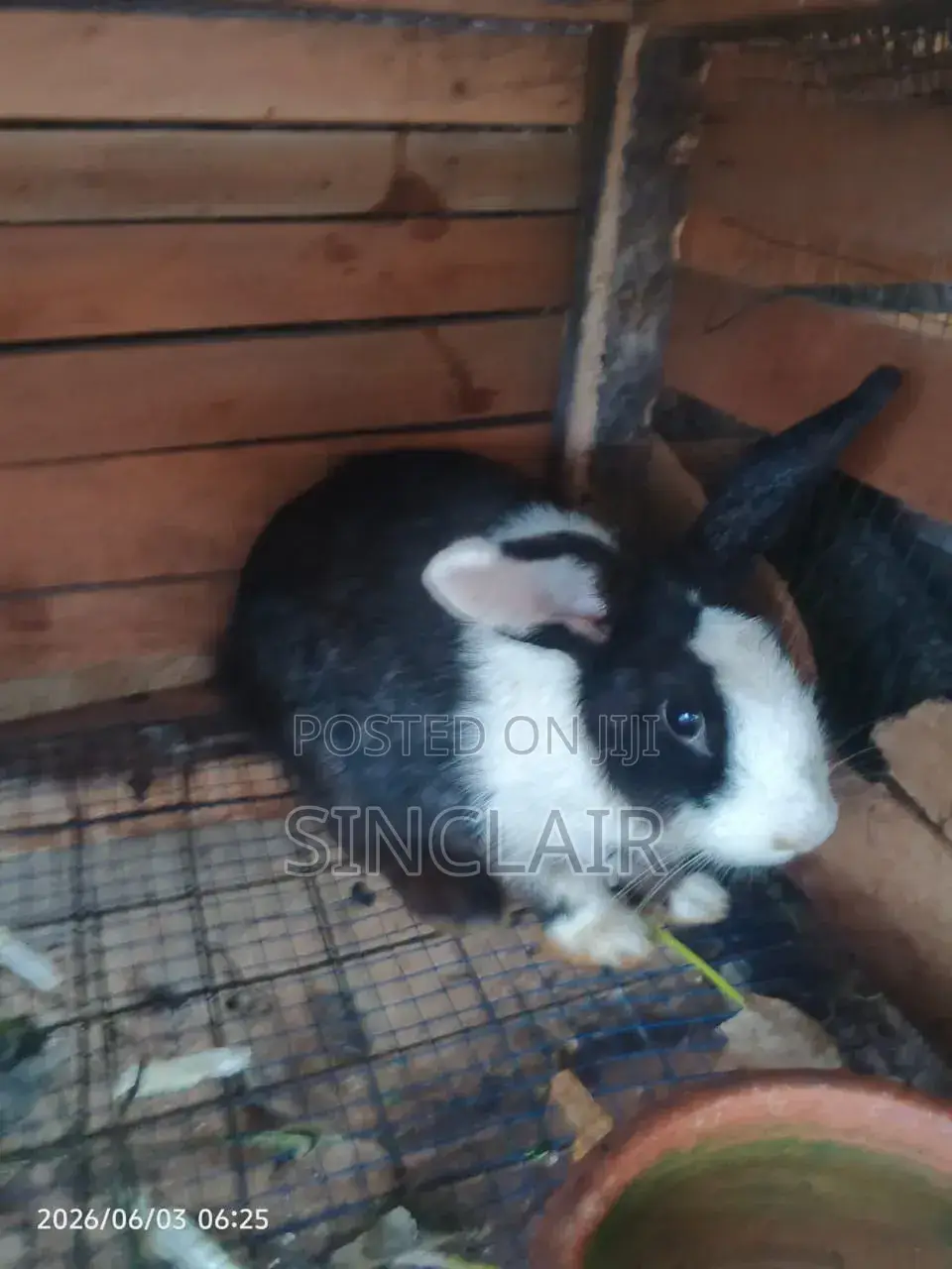 Healthy and Affordable Rabbits
