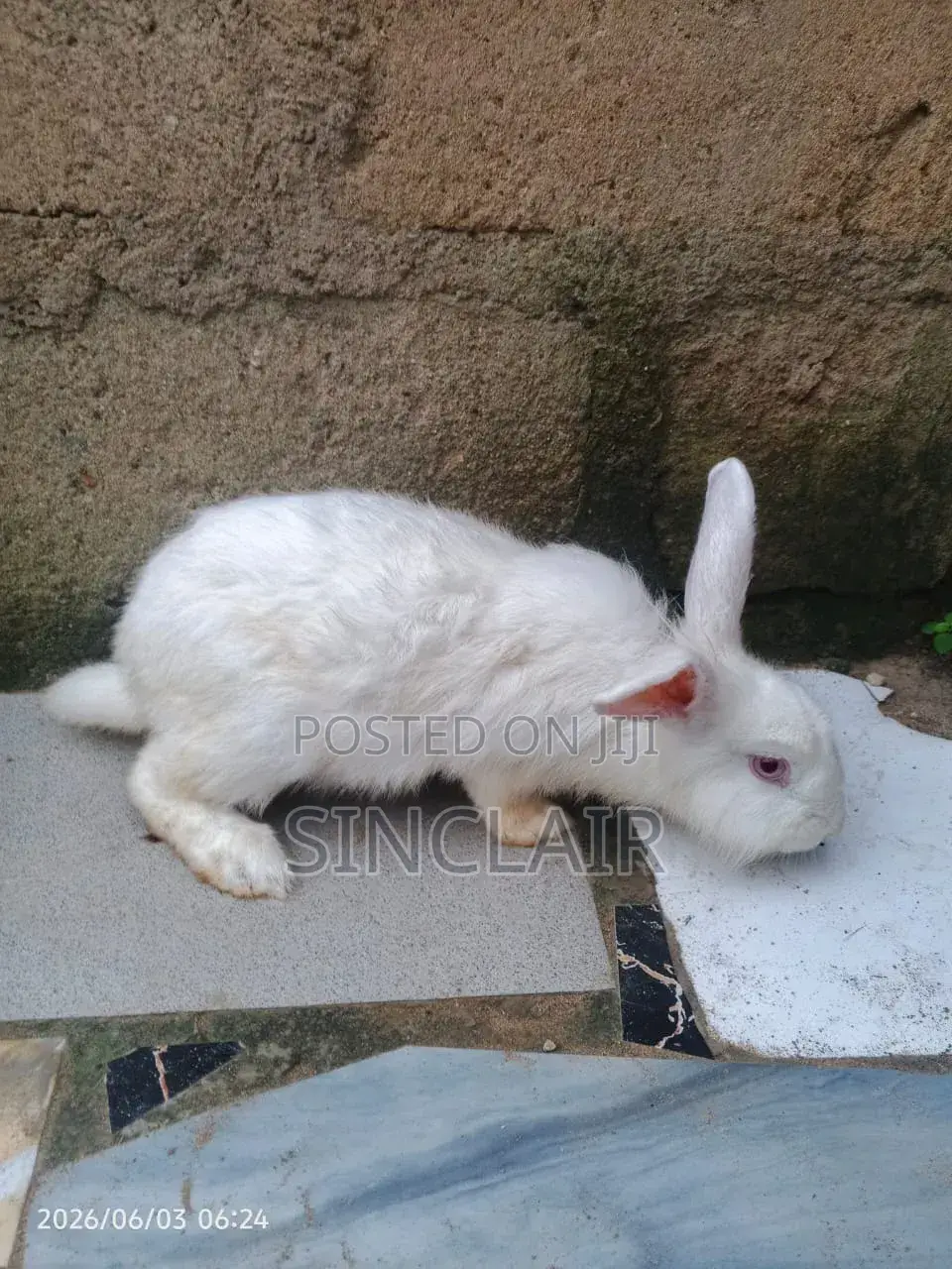 Healthy and Affordable Rabbits