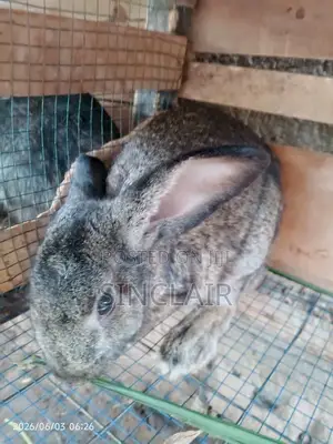 Active Male Rabbits