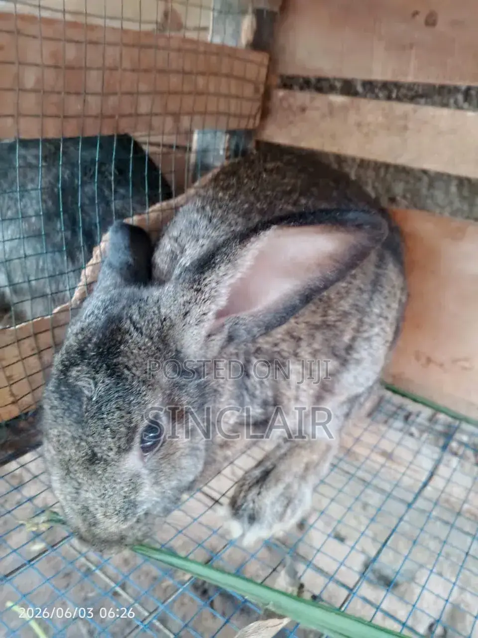 Active Male Rabbits