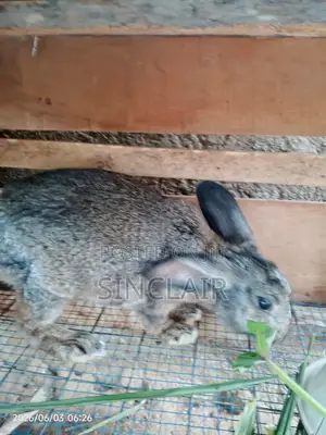 Active Male Rabbits