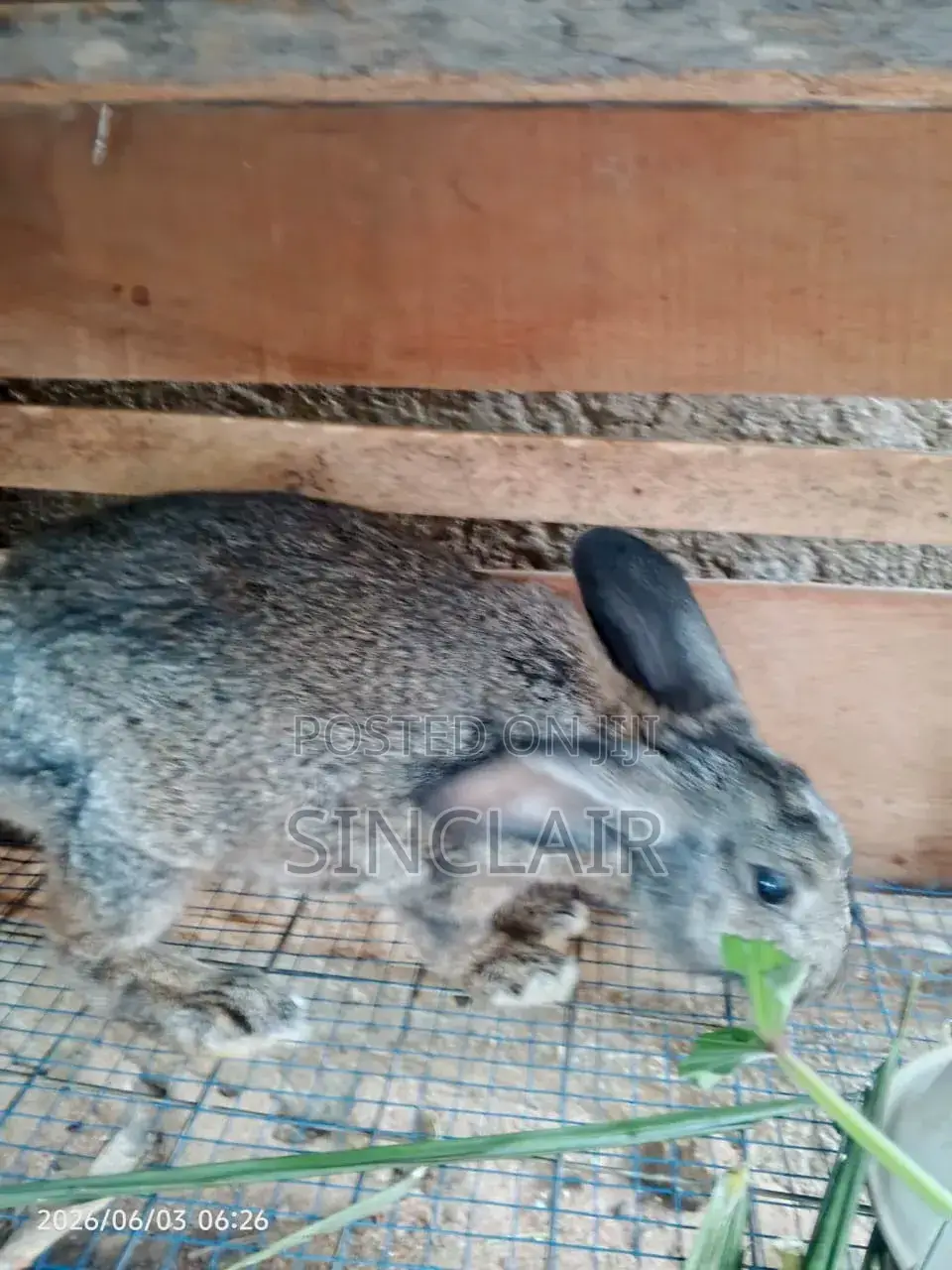 Active Male Rabbits