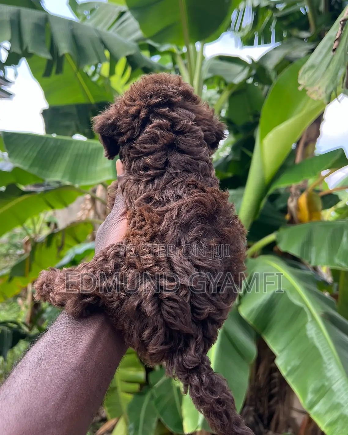 1-3 months Male Purebred Poodle
