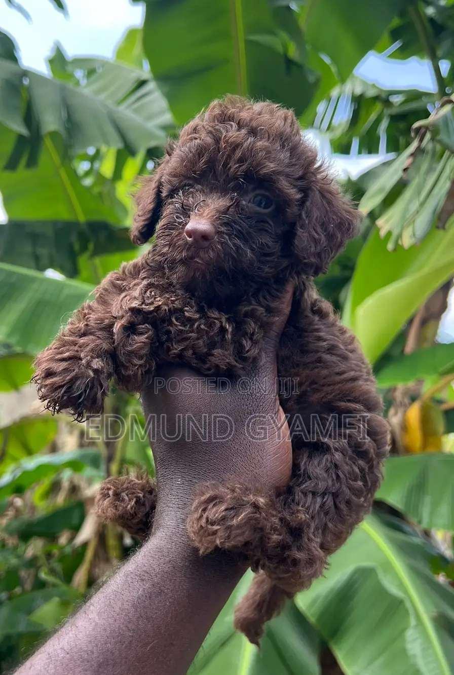 1-3 months Male Purebred Poodle