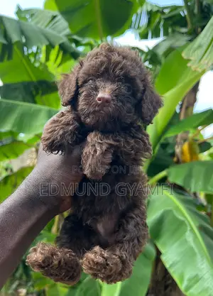 1-3 months Male Purebred Poodle