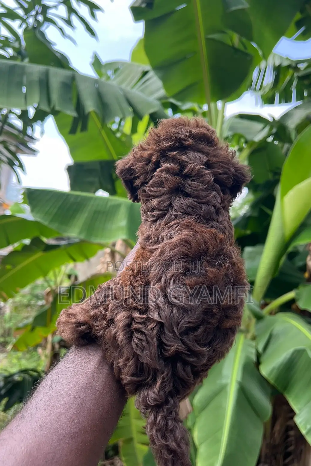 1-3 months Male Purebred Poodle