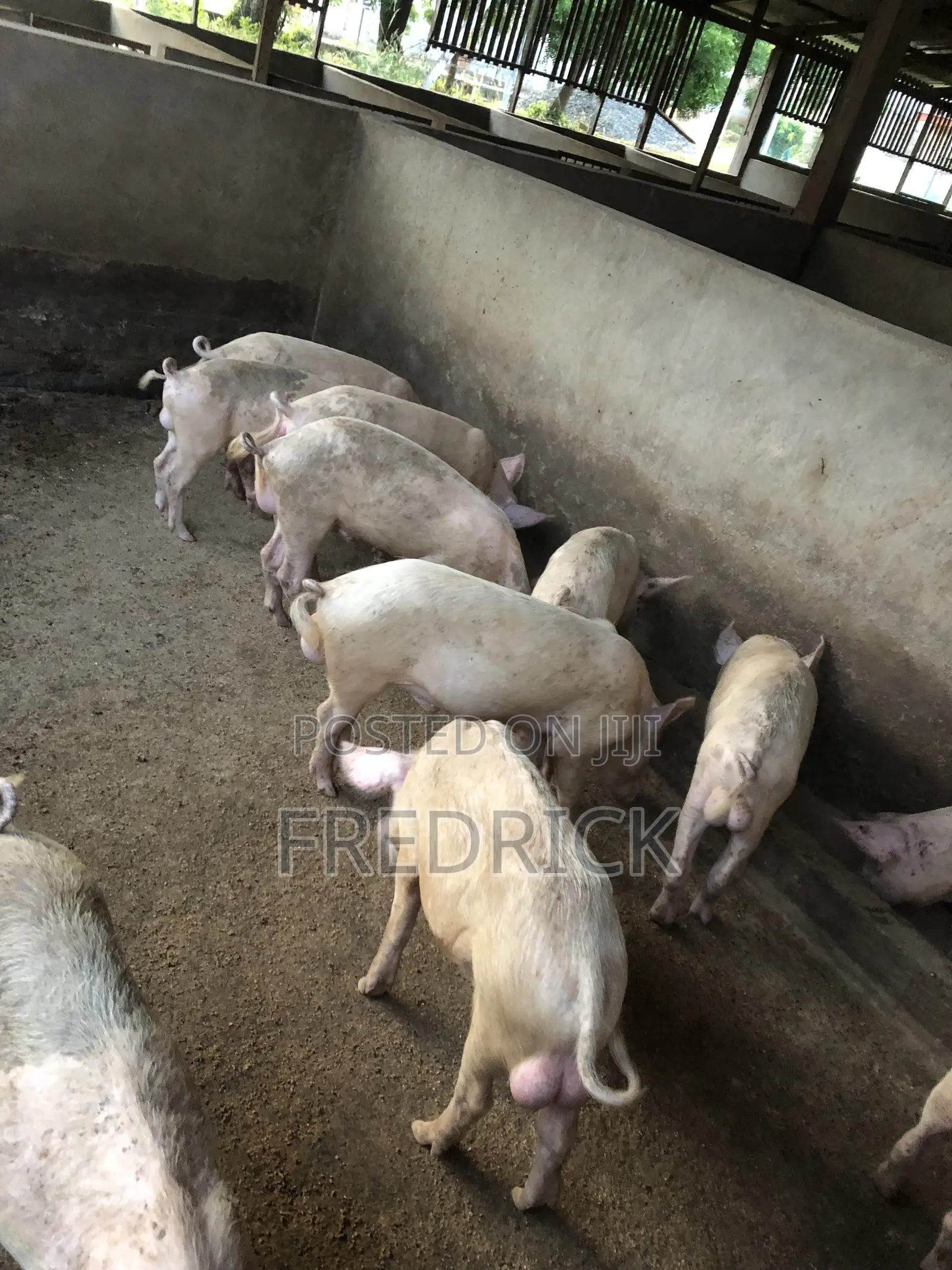 Quality Pigs