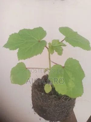 Okro Big Seedlings(Direct Transplant)