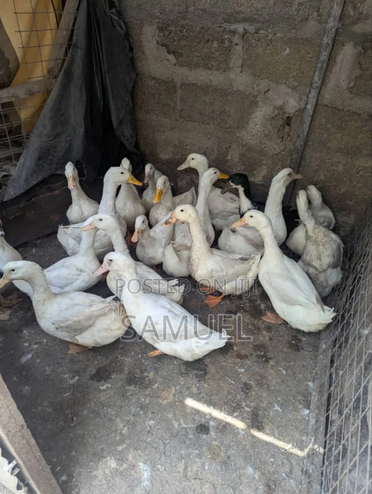 Ducks Very and Healthy