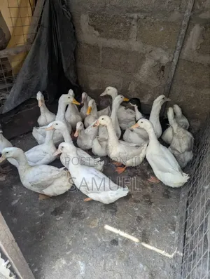 Ducks Very and Healthy