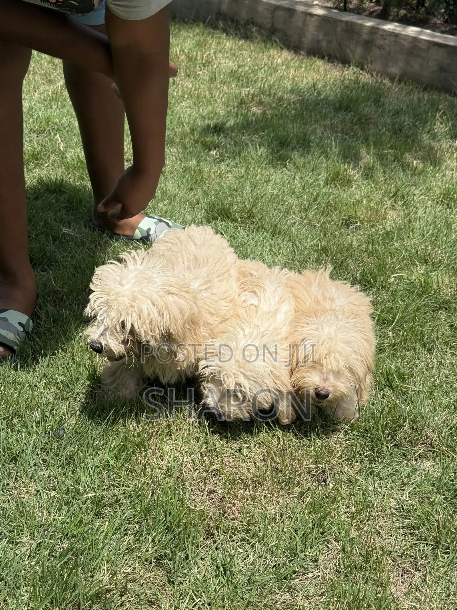 3-6 months Female Mixed Breed Maltipoo