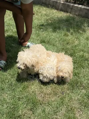 3-6 months Female Mixed Breed Maltipoo