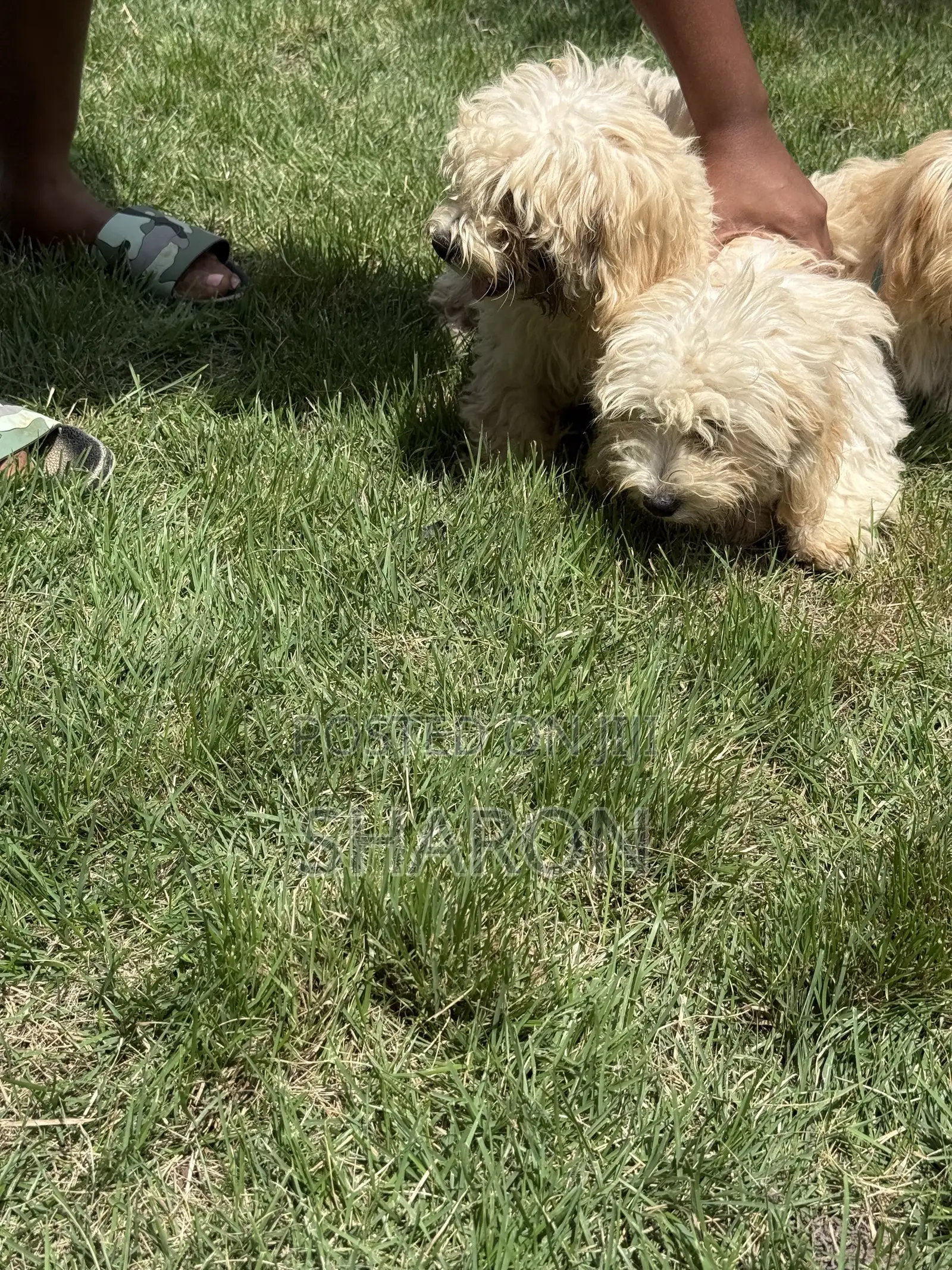 3-6 months Female Mixed Breed Maltipoo