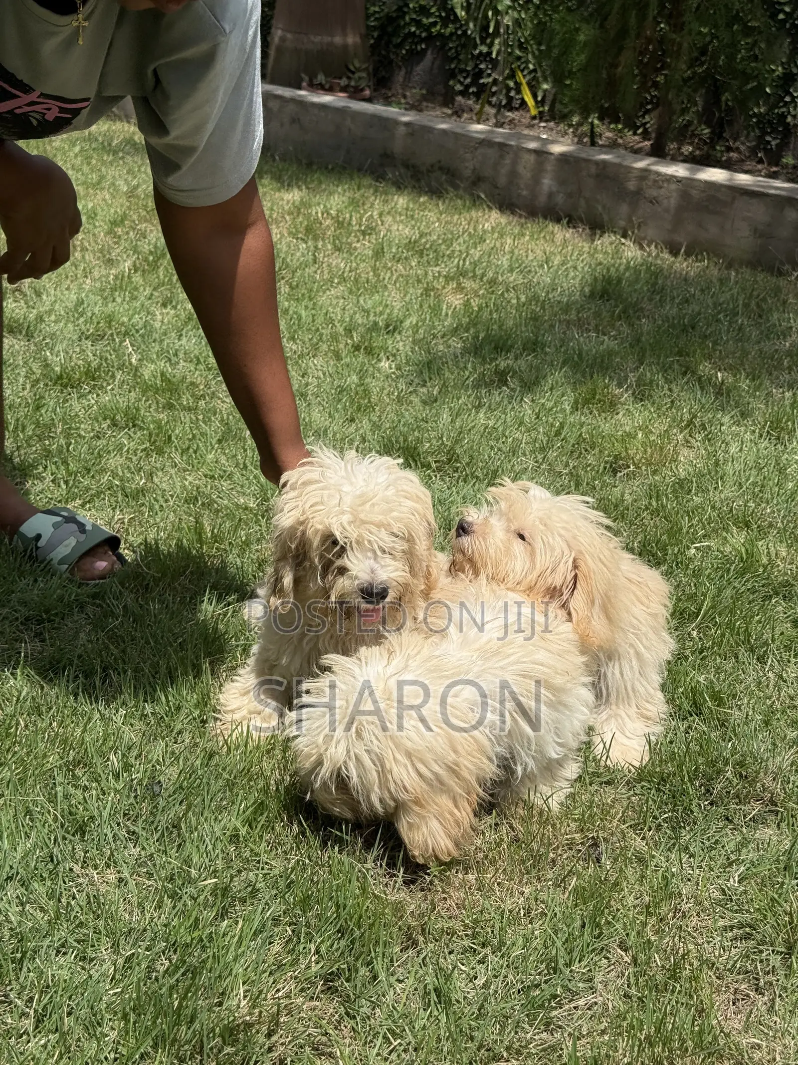 3-6 months Female Mixed Breed Maltipoo