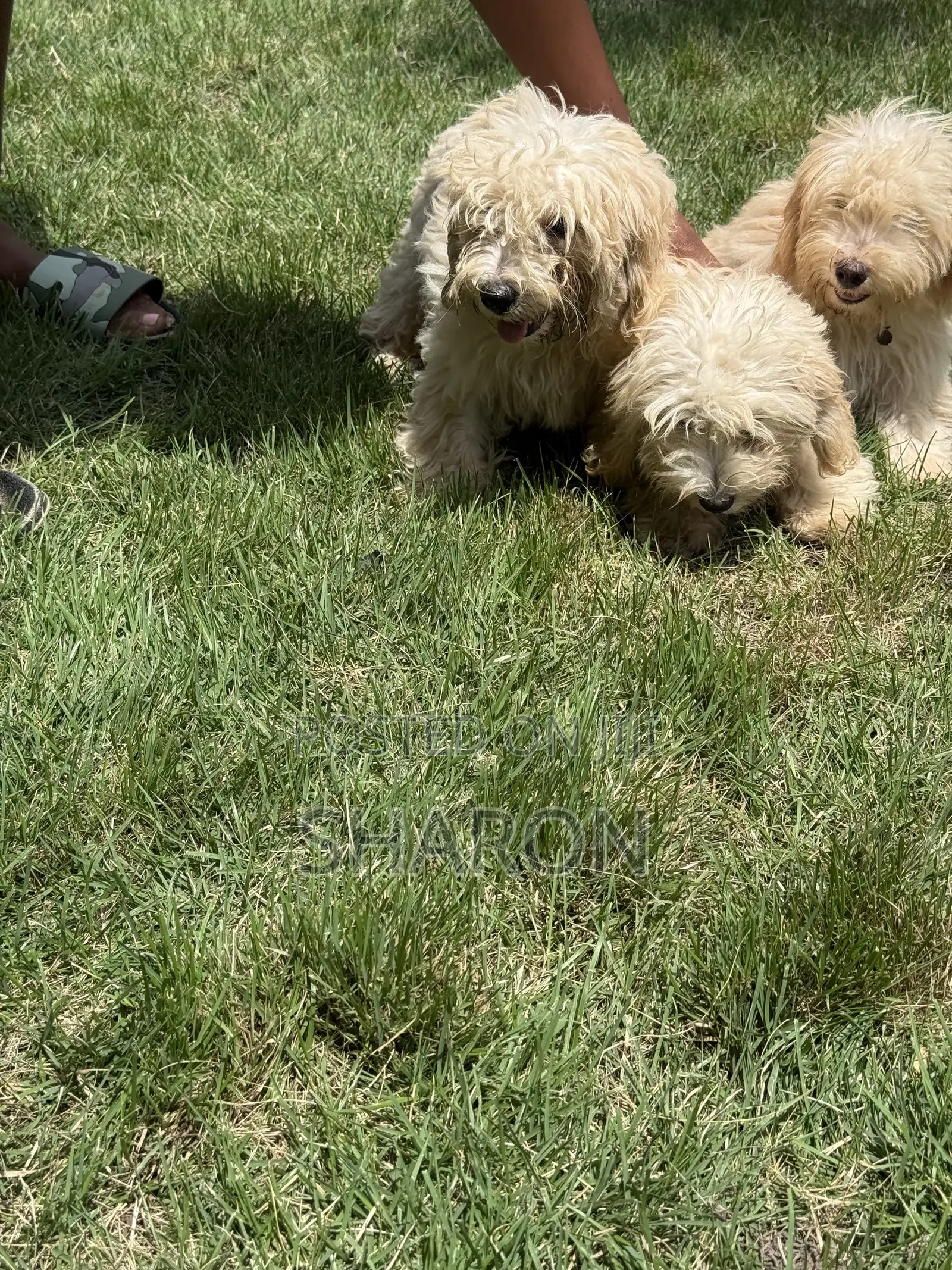 3-6 months Female Mixed Breed Maltipoo