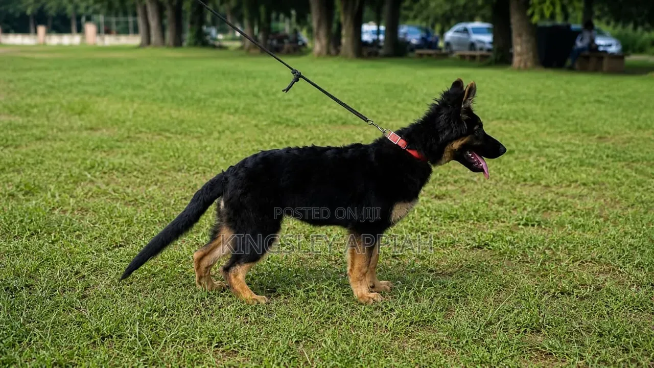 3-6 months Male Purebred German Shepherd
