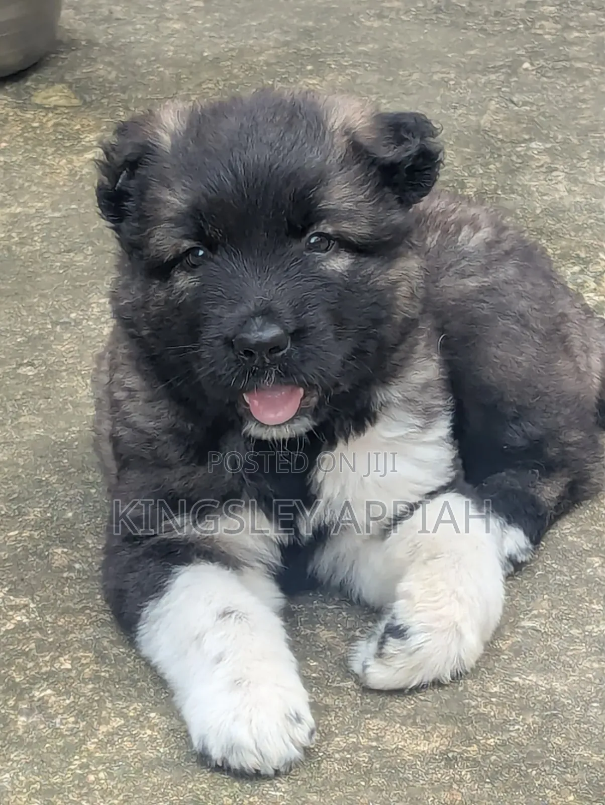 1-3 months Male Purebred Caucasian Shepherd