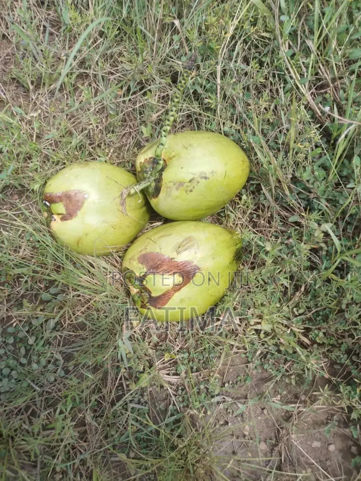 Farm Fresh Coconut