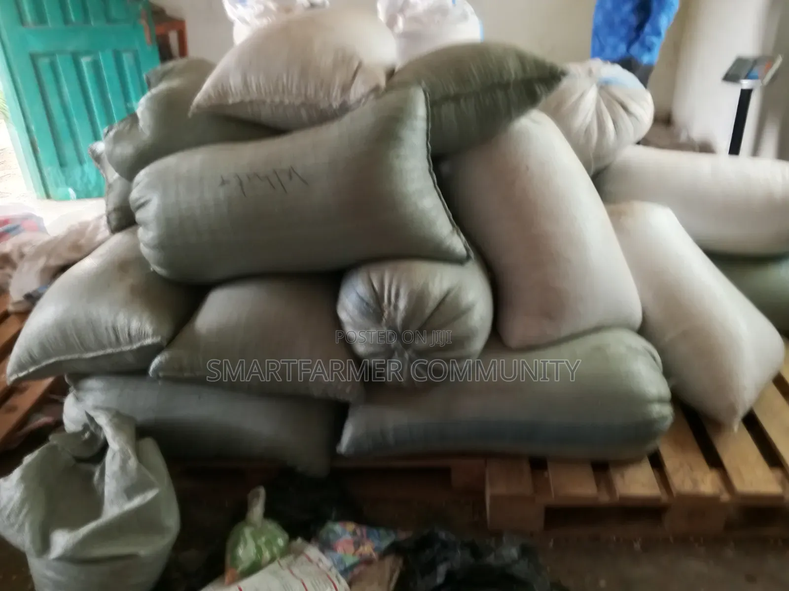 Dried Maize 50kg Yellow and White