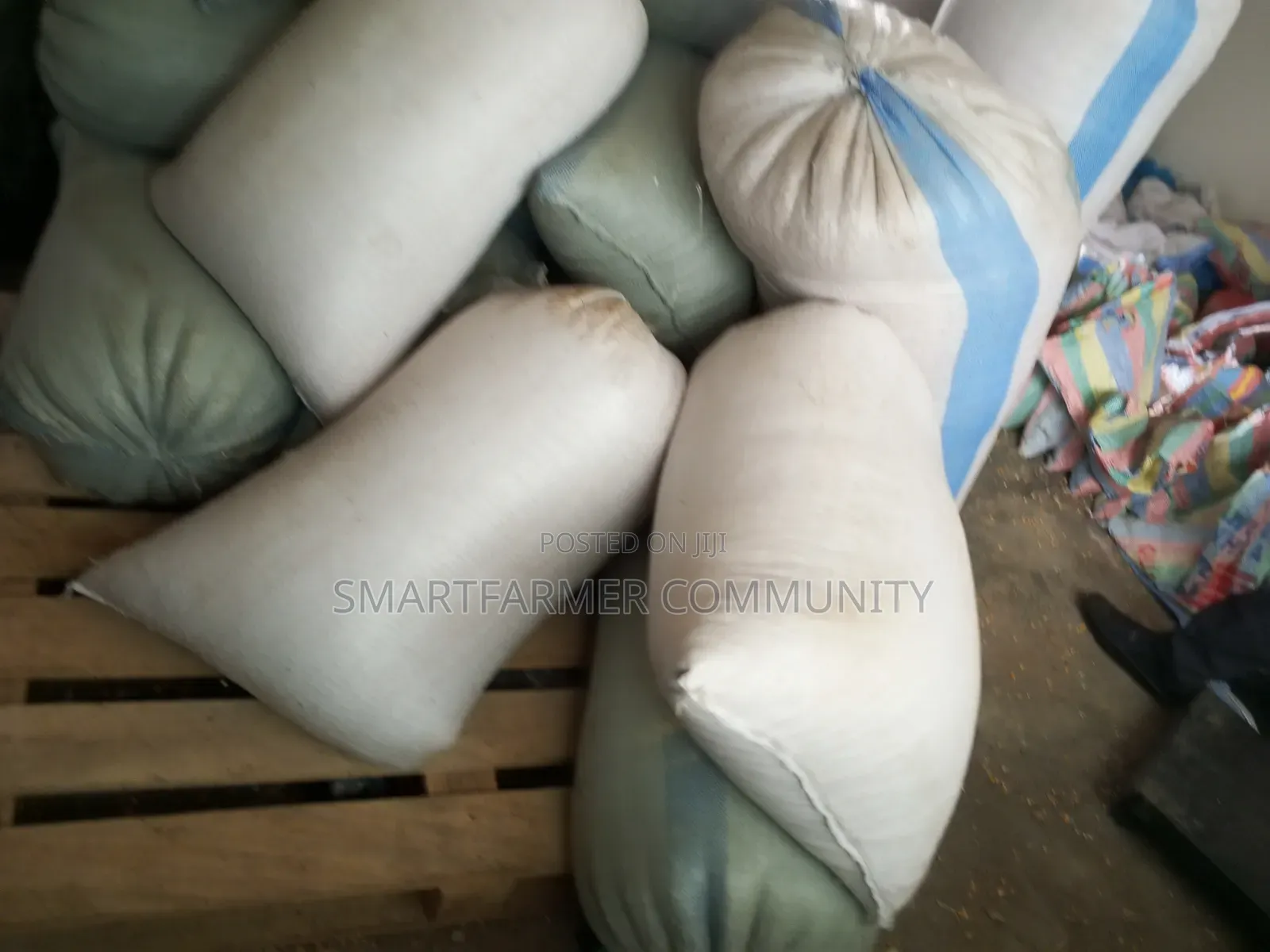 Dried Maize 50kg Yellow and White