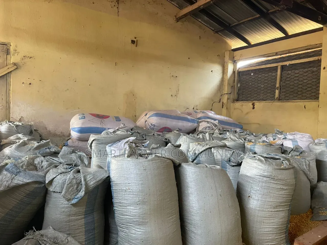 Dried Maize 50kg Yellow and White