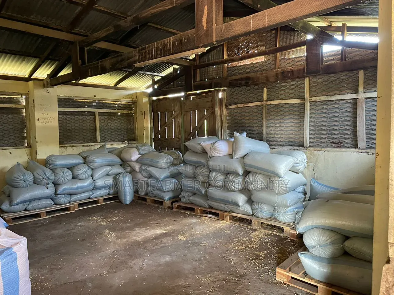 Dried Maize 50kg Yellow and White