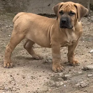 1-3 months Female Purebred Boerboel