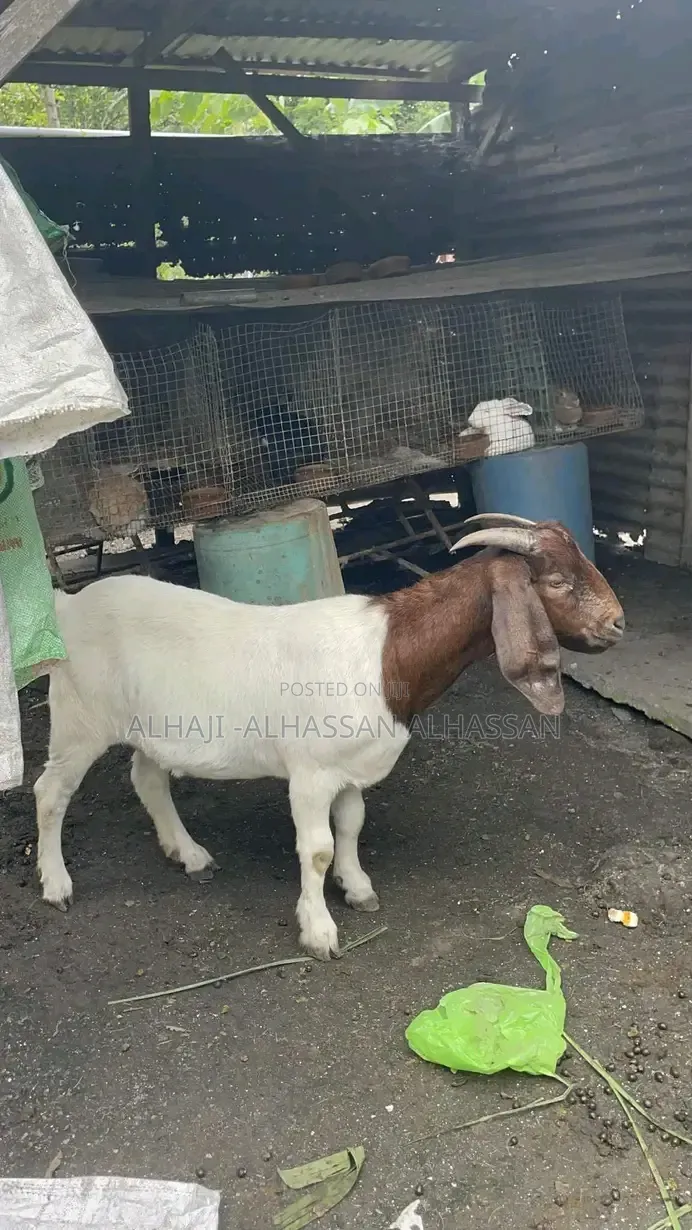 Very Healthy Boer Goats