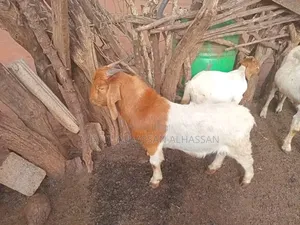 Very Healthy Boer Goats