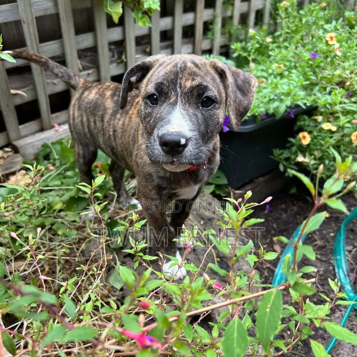 0-1 month Male Mixed Breed Dog