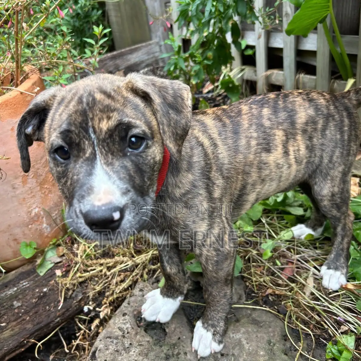 0-1 month Male Mixed Breed Dog
