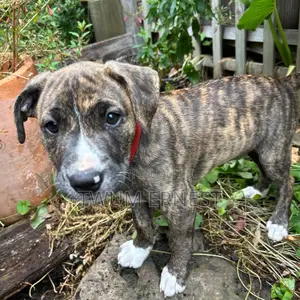0-1 month Male Mixed Breed Dog