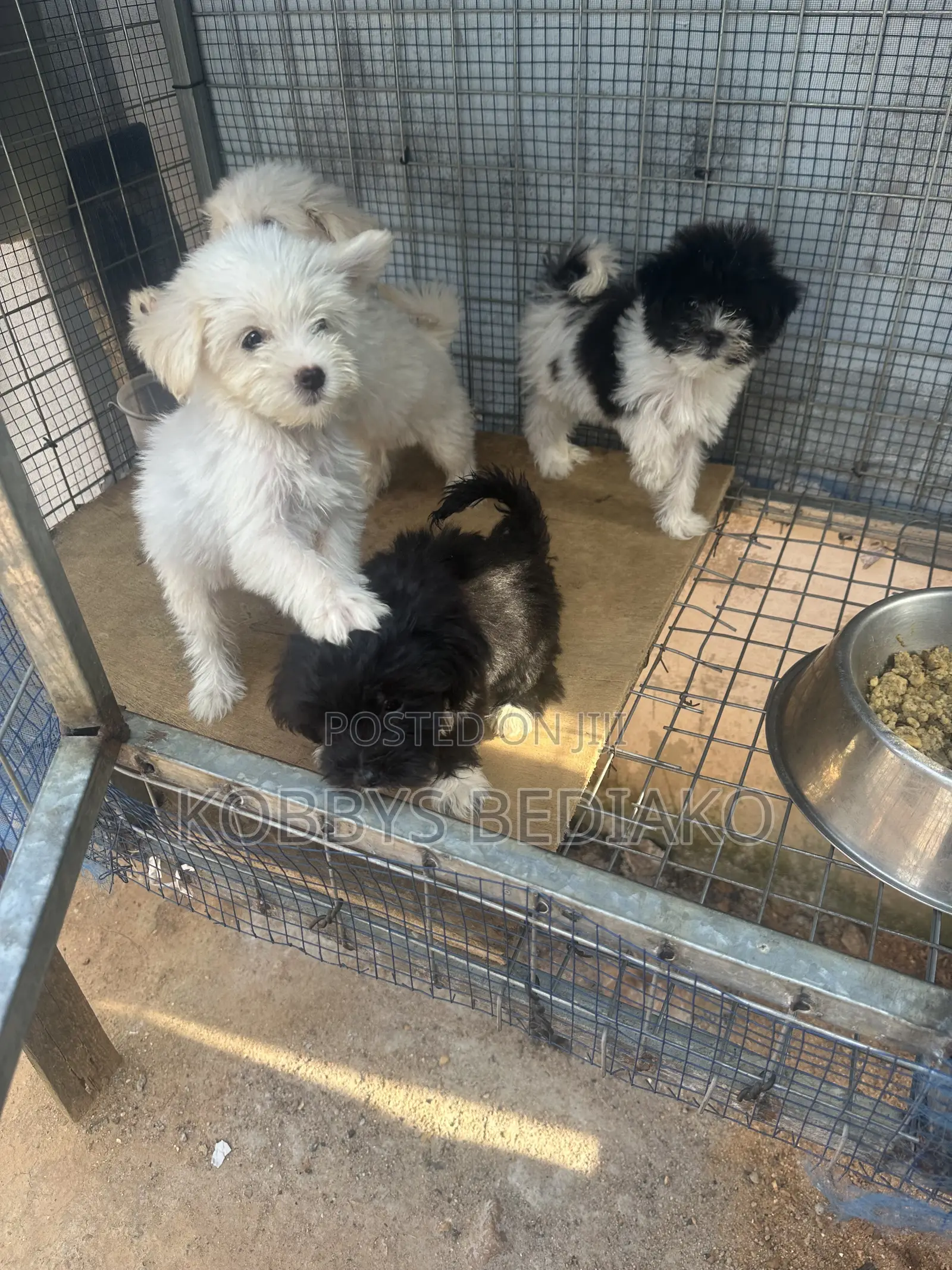 1-3 months Female Purebred Maltese