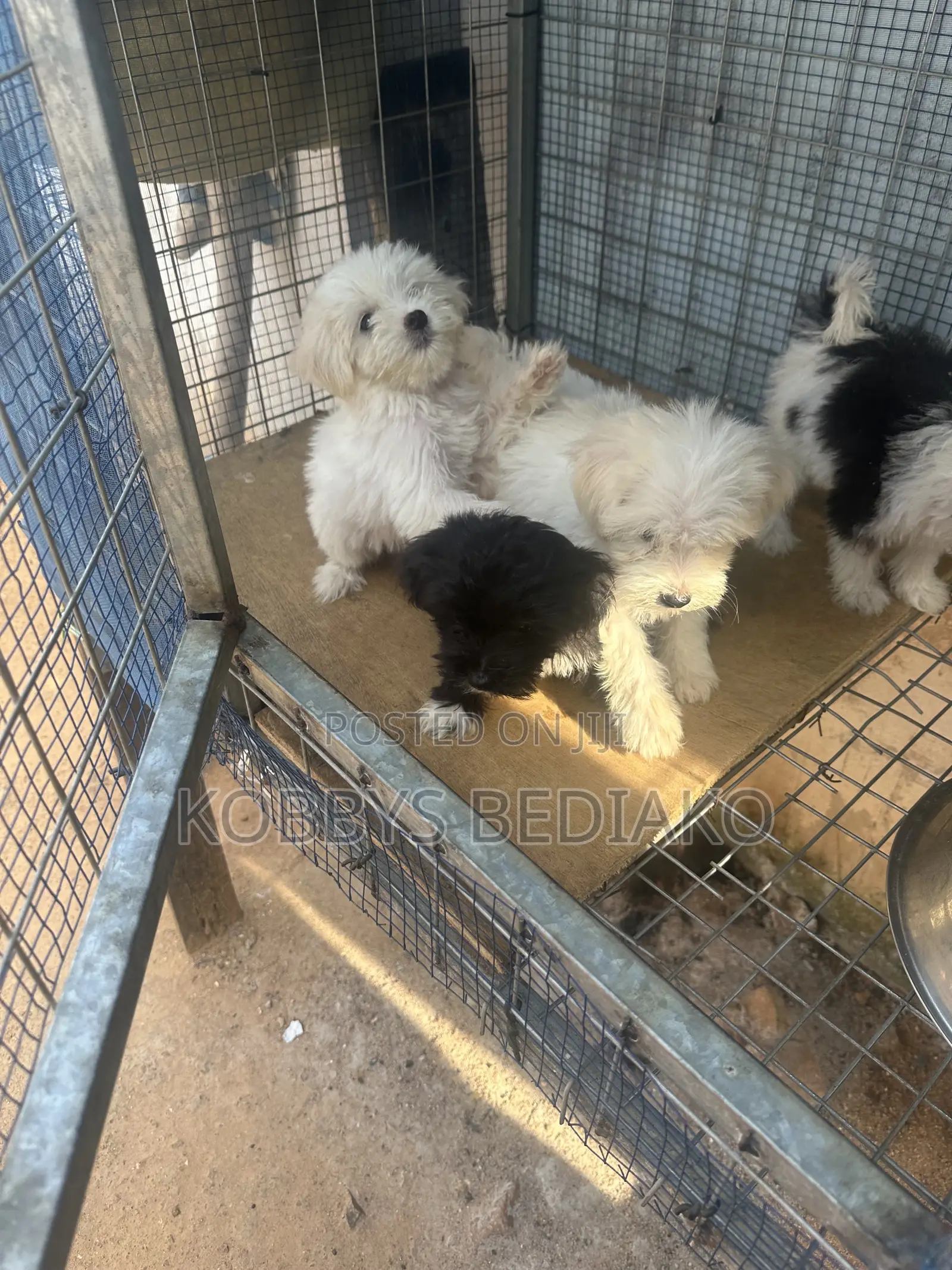 1-3 months Female Purebred Maltese