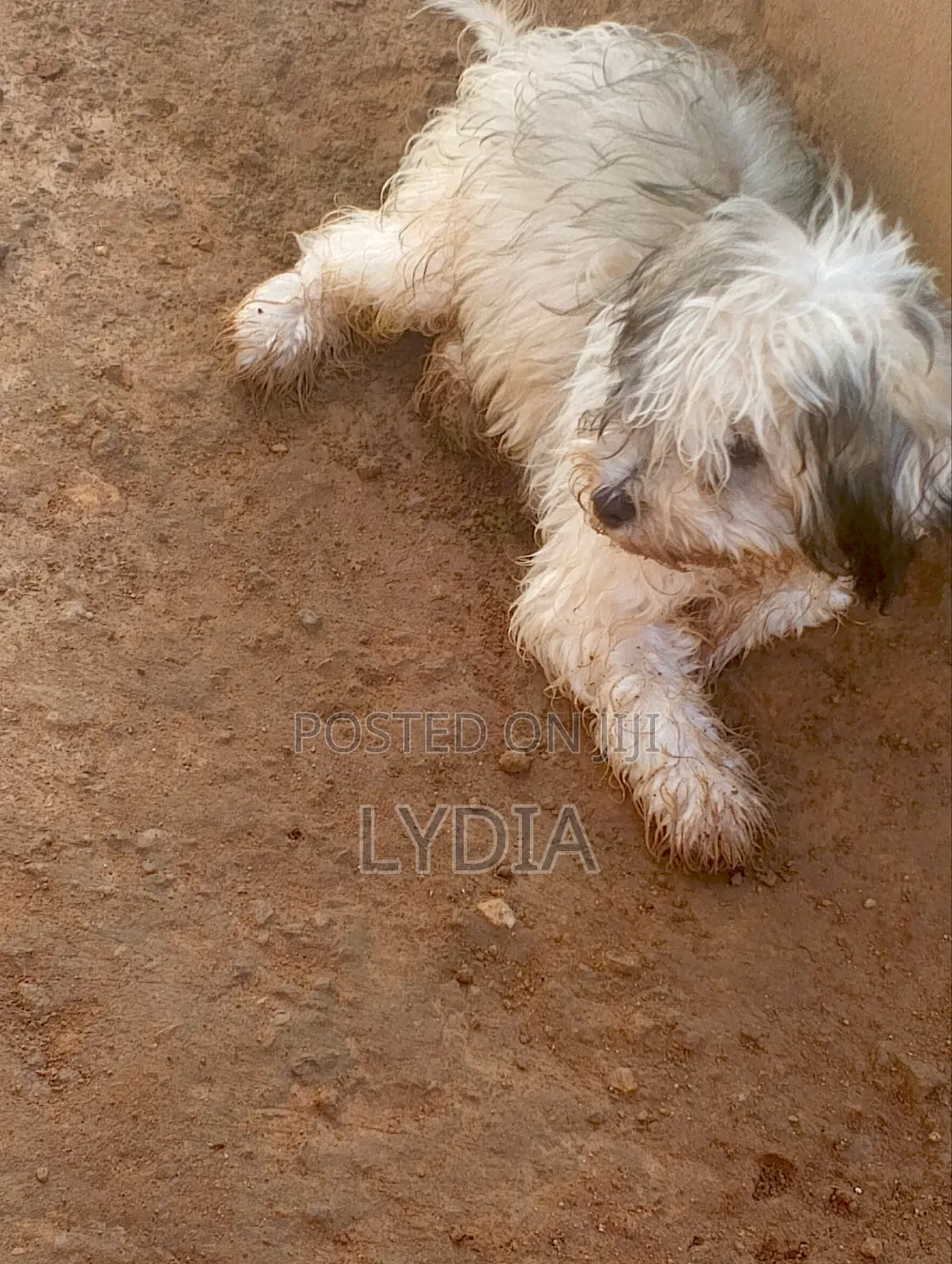 3-6 months Female Mixed Breed Poodle